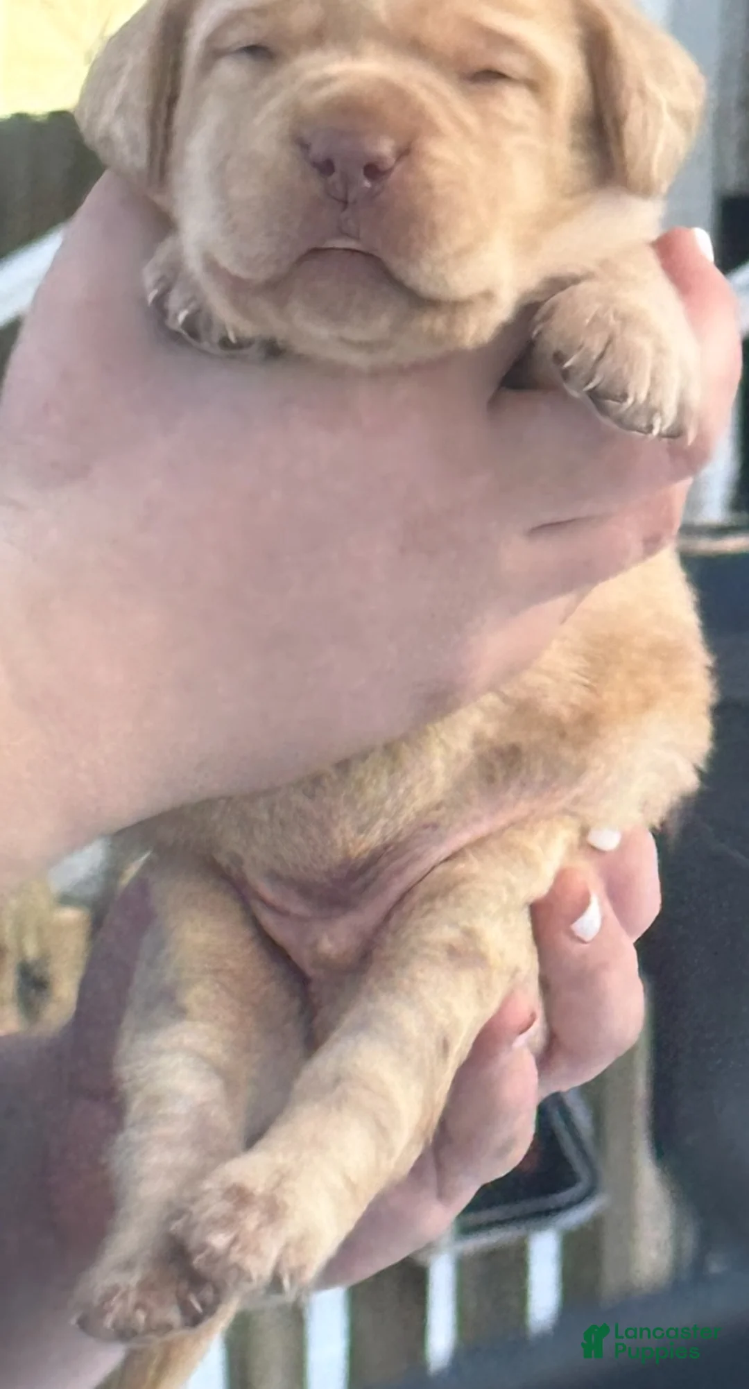 Labrador Retriever dogs for sale: Labrador Retriever Puppy 2 - Ad 10