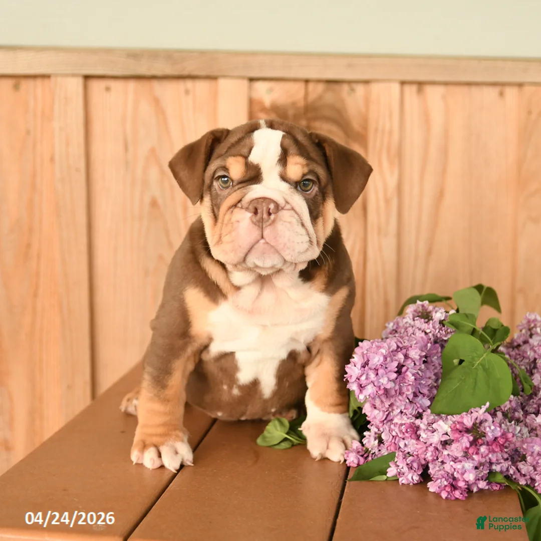 English Bulldog dogs for sale: Daffodil - Ad 5