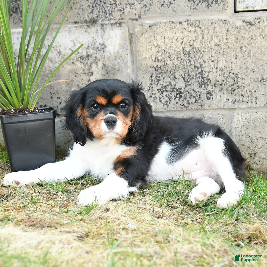 Cavalier King Charles Spaniel dogs Charlie - Ad 2