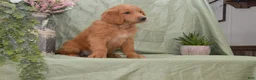 Goldendoodle dogs for sale: Branson - Ad 2