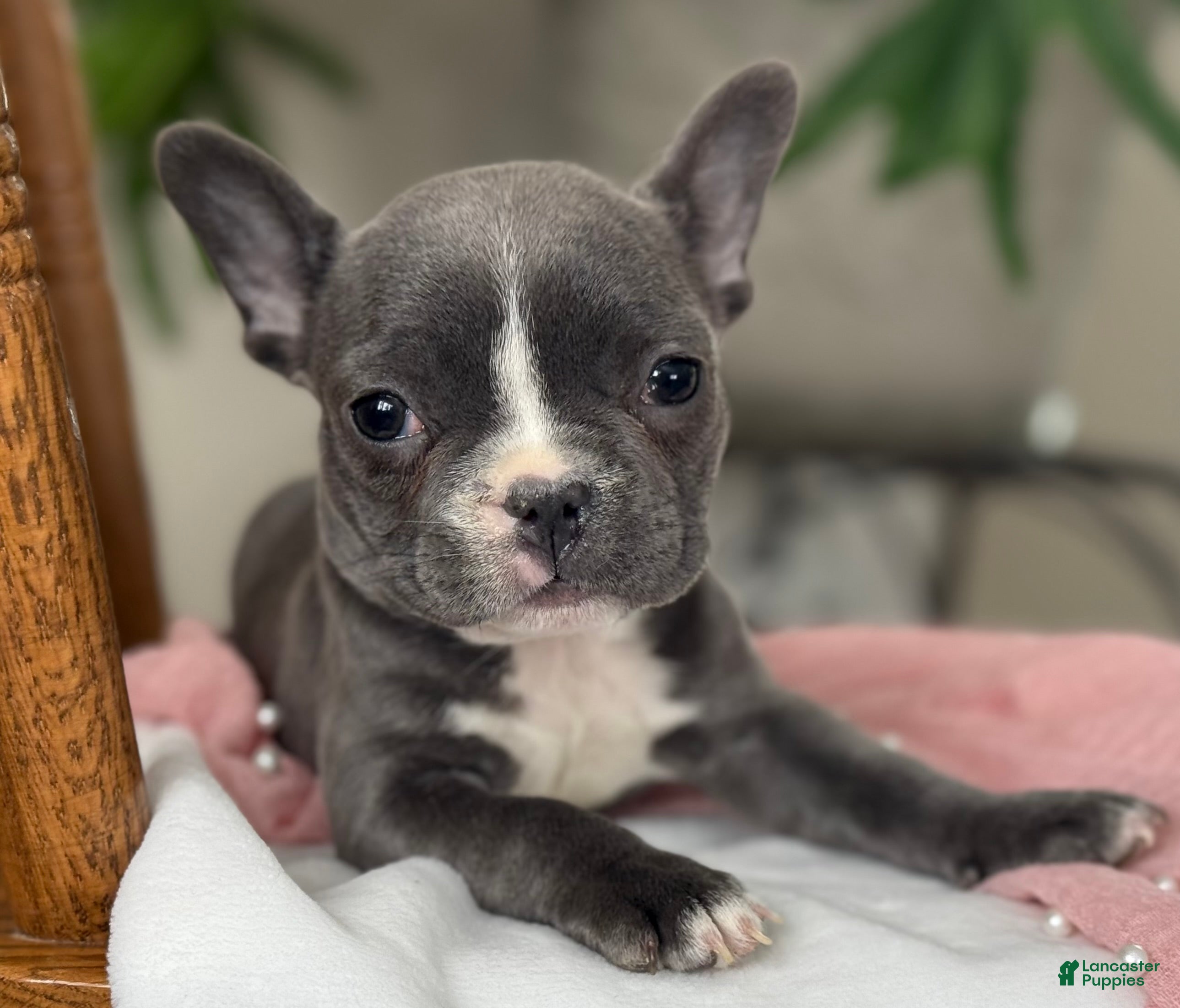 French Bulldog dogs Winnie - Ad 19