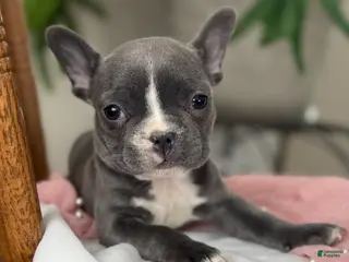 French Bulldog dogs Winnie - Ad 19
