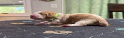 Basset Hound dogs for sale: Fernando- green - Ad 4
