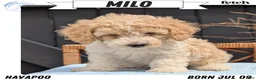 Havapoo dogs for sale: Milo - Ad 1