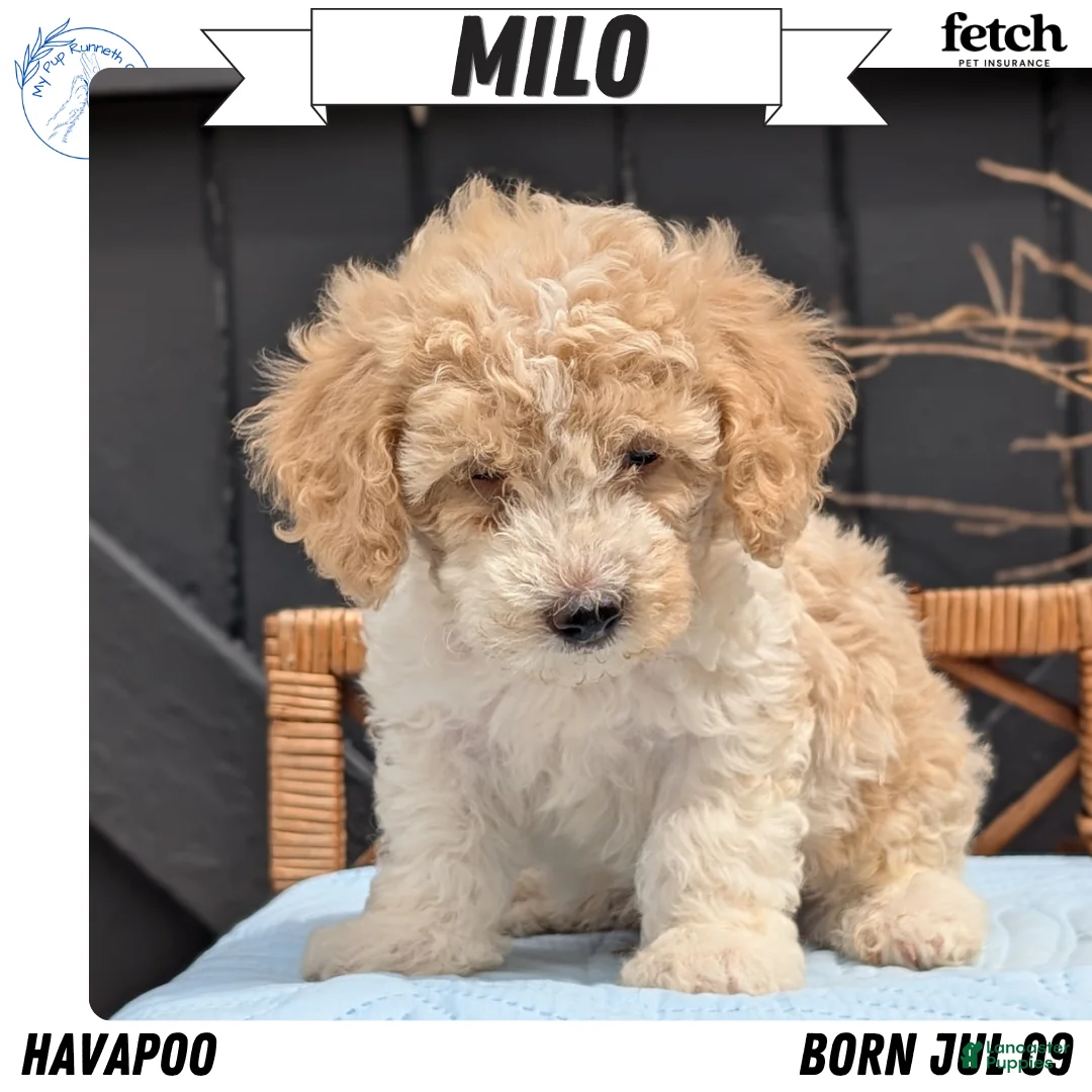 Havapoo dogs for sale: Milo - Ad 1
