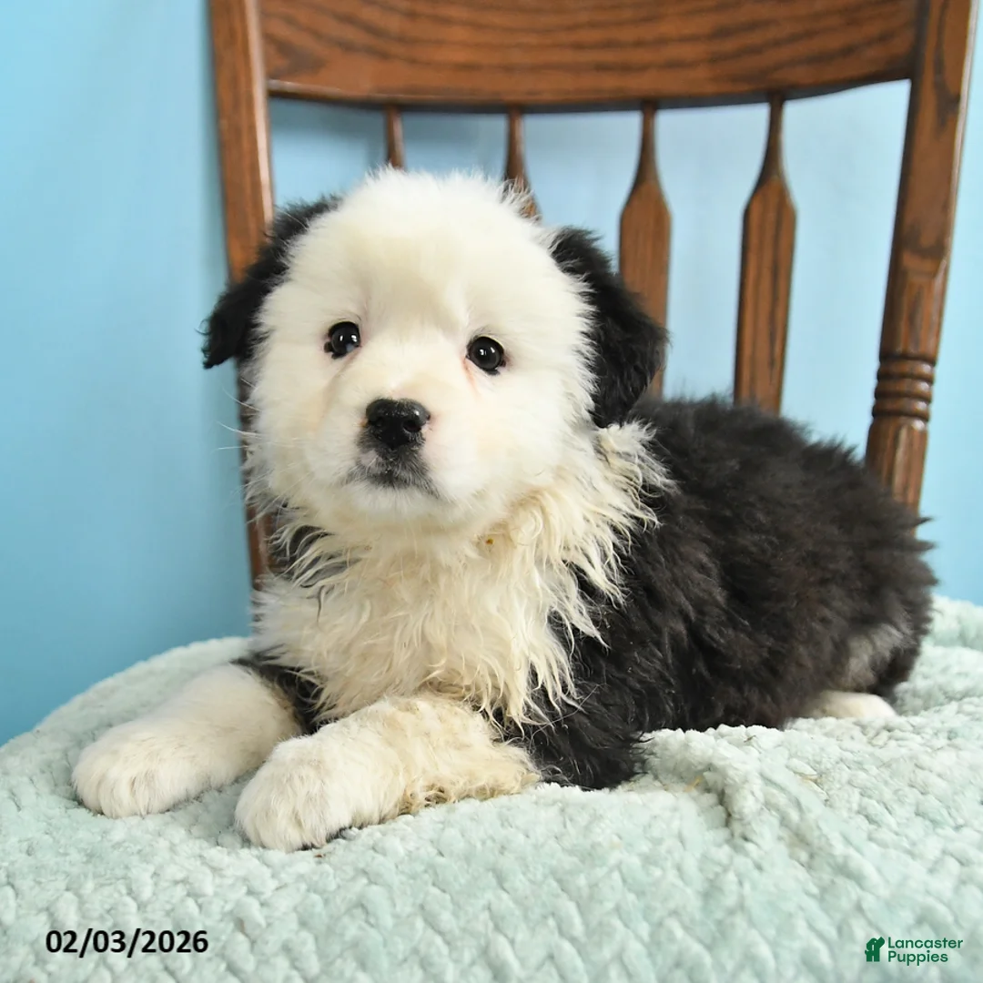 Miniature Australian Shepherd dogs for sale: Charlotte - Ad 3