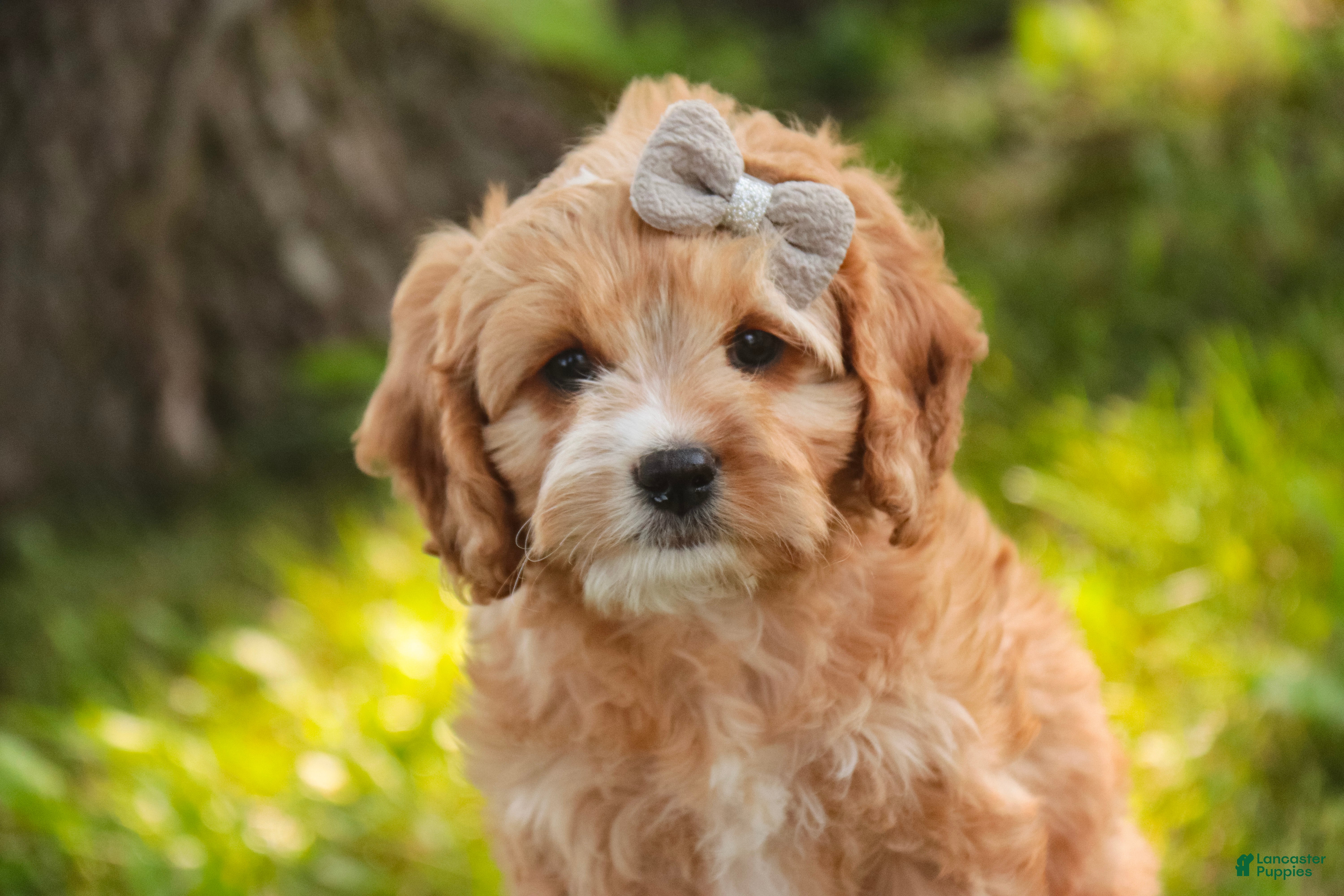 Mixed Breed dogs Pixie Munchkin Bernedoodle - Ad 1