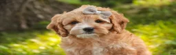 Mixed Breed dogs for sale: Pixie Munchkin Bernedoodle - Ad 1