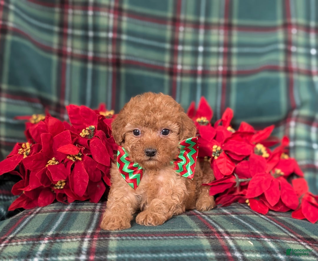 Mini Goldendoodle dogs for sale: Badger 9 lbs Full Grown - Ad 6