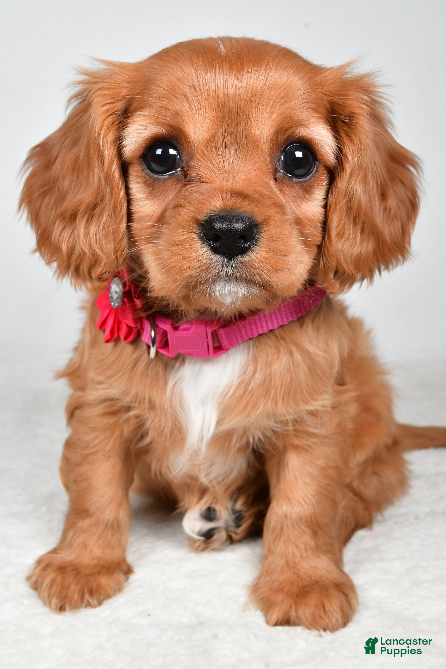 Cavalier King Charles Spaniel dogs Kari - Ad 1