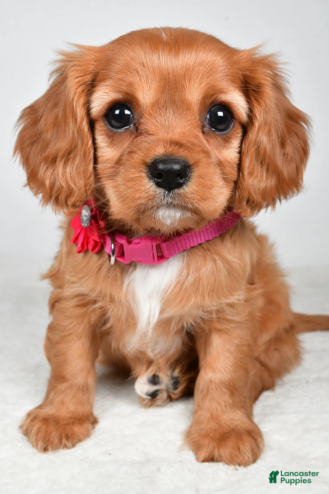 Cavalier King Charles Spaniel dogs for sale: Kari - Ad 1