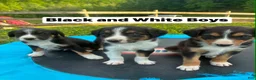Mixed Breed dogs for sale: Mack - Ad 2