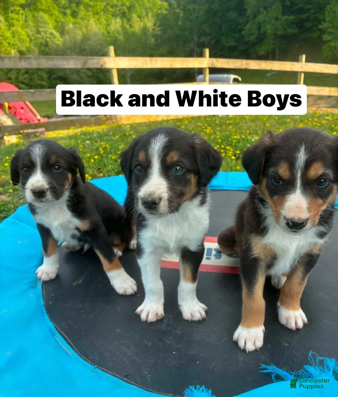 Mixed Breed dogs for sale: Mack - Ad 2
