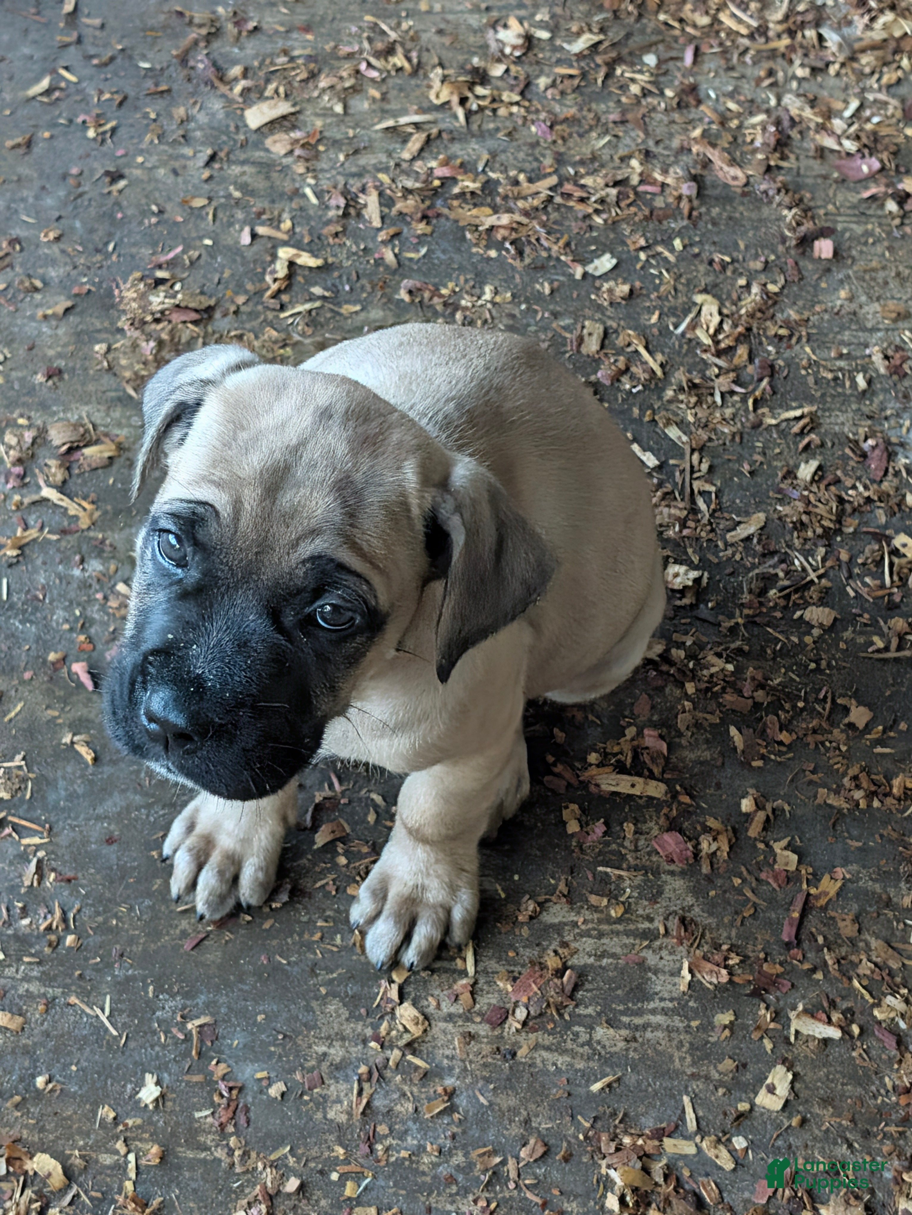 Cane Corso dogs N/a - Ad 39