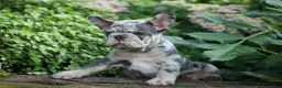 French Bulldog dogs for sale: 🐾 Magnes - Ad 11