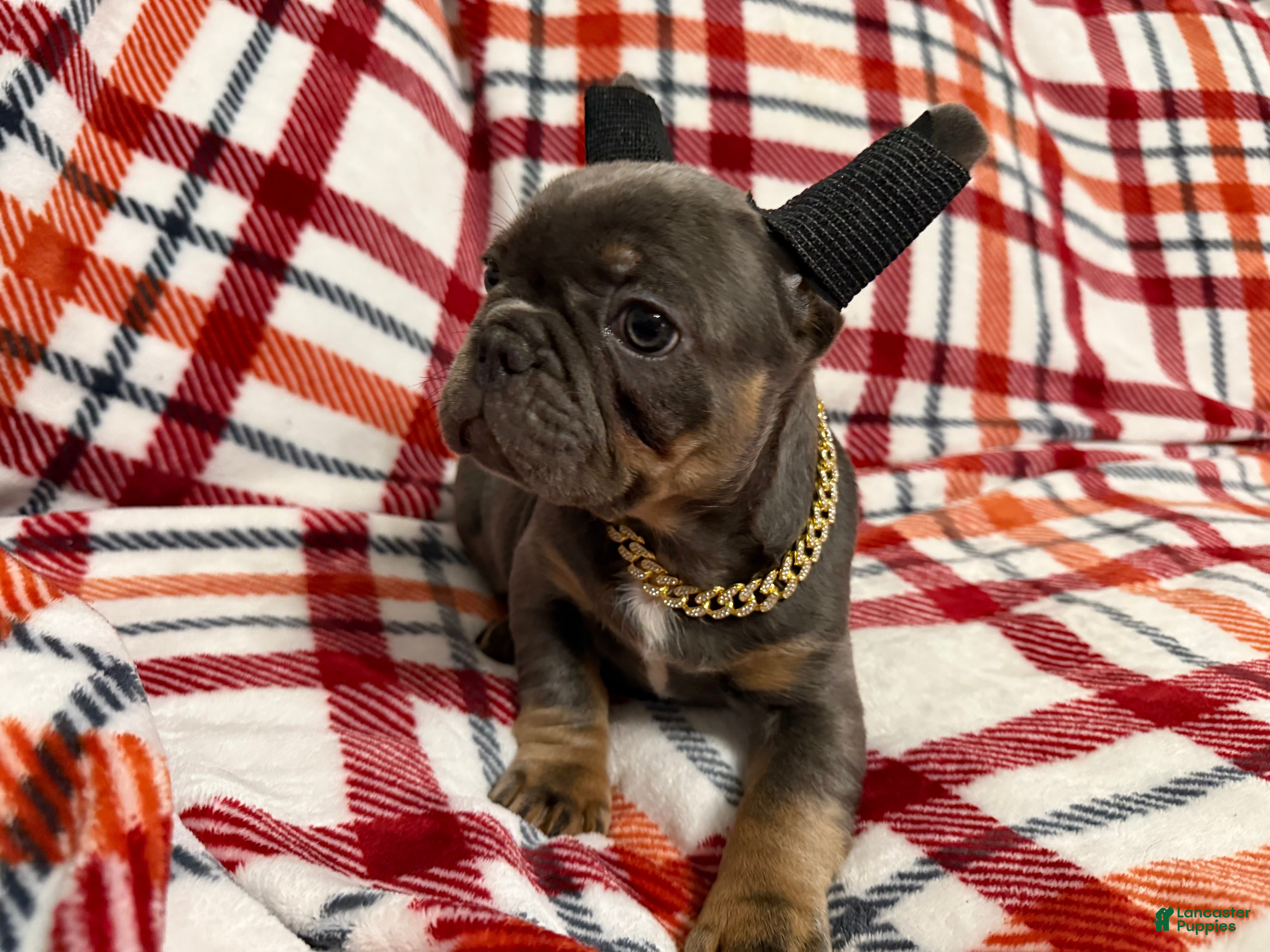 French Bulldog dogs Blue and Tan (Theo) - Ad 2