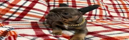 French Bulldog dogs for sale: Blue and Tan (Theo) - Ad 2