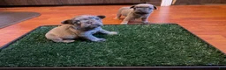 French Bulldog dogs for sale: Rosie - Ad 5