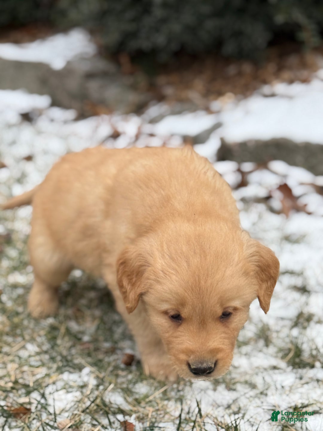 Golden Retriever dogs for sale: Sammy - Ad 6