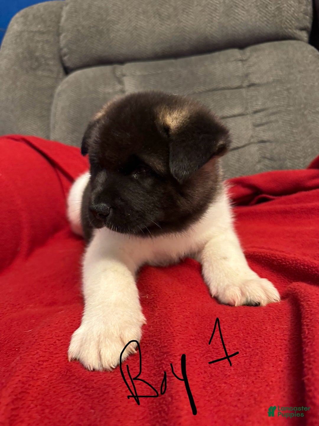 Akita dogs for sale: Akita Puppy 1 - Ad 3