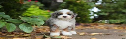Mini Bernedoodle dogs for sale: Paris - Ad 6