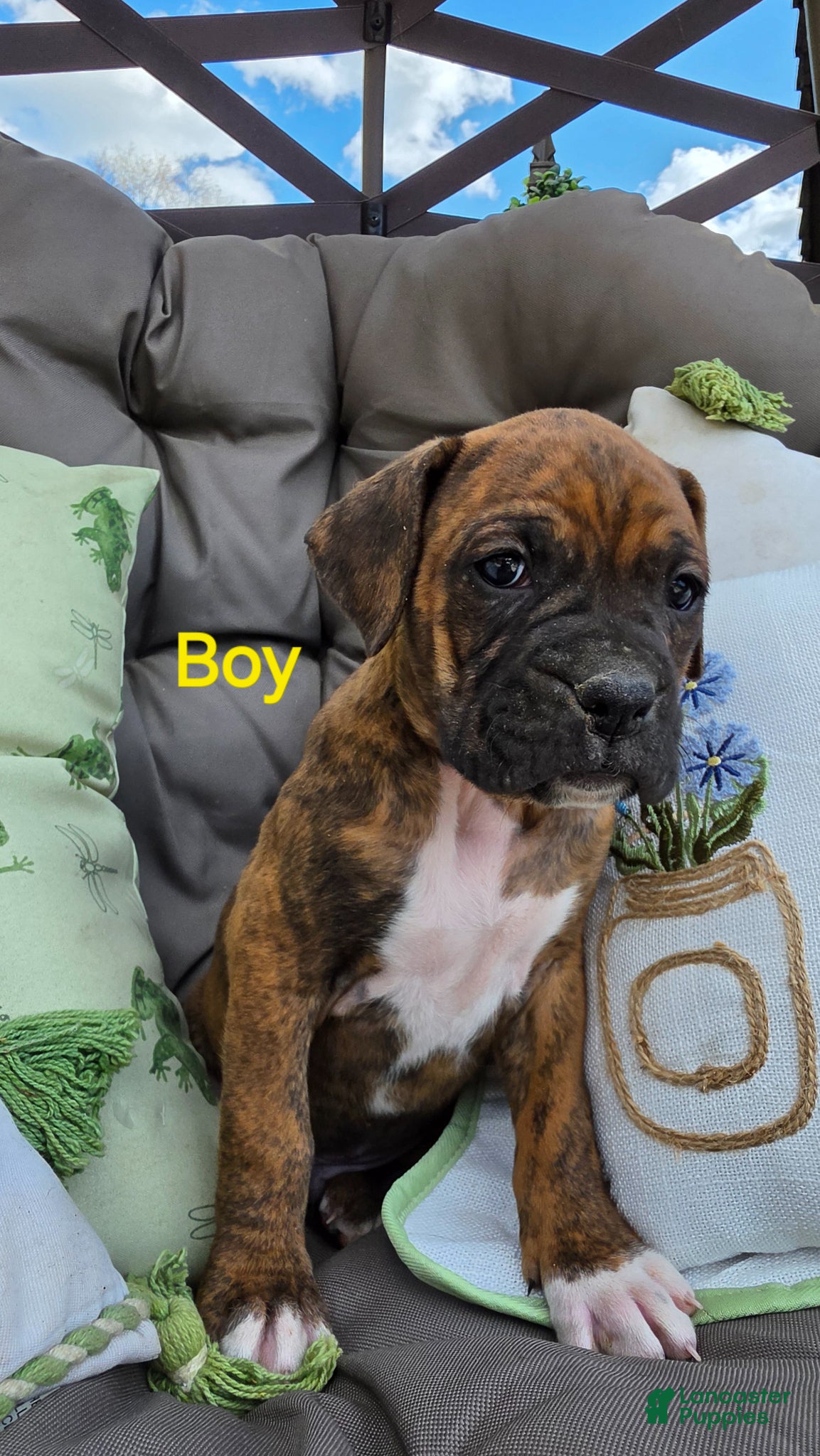 Boxer dogs Boxer Puppy 1 - Ad 36