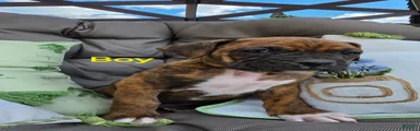 Boxer Puppy 1