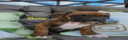 Boxer dogs for sale: Boxer Puppy 1 - Ad 1