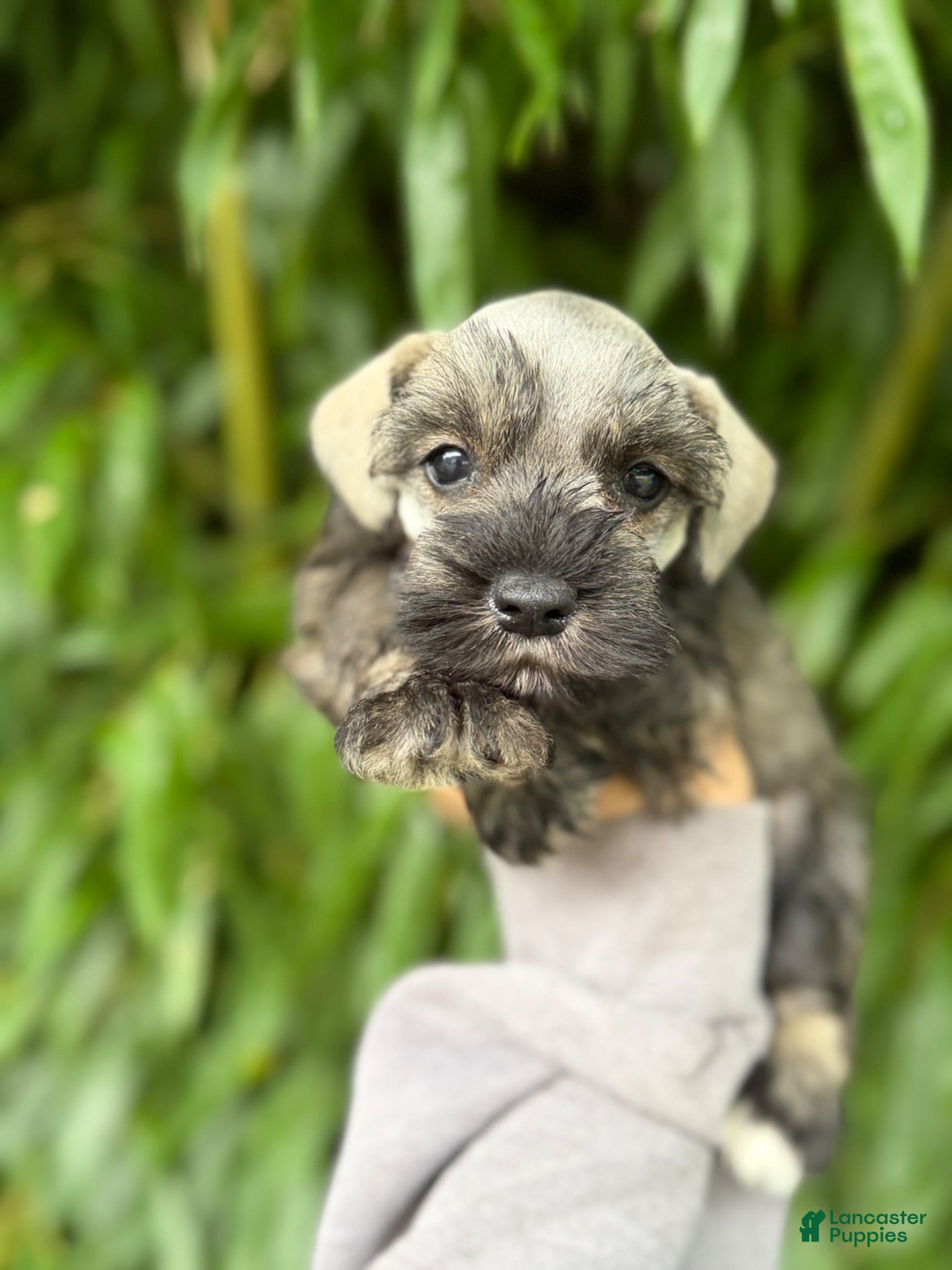 Miniature Schnauzer dogs Miniature Schnauzer 5 - Ad 41