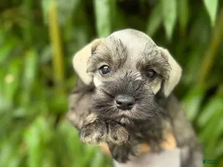 Miniature Schnauzer dogs Miniature Schnauzer 5 - Ad 41