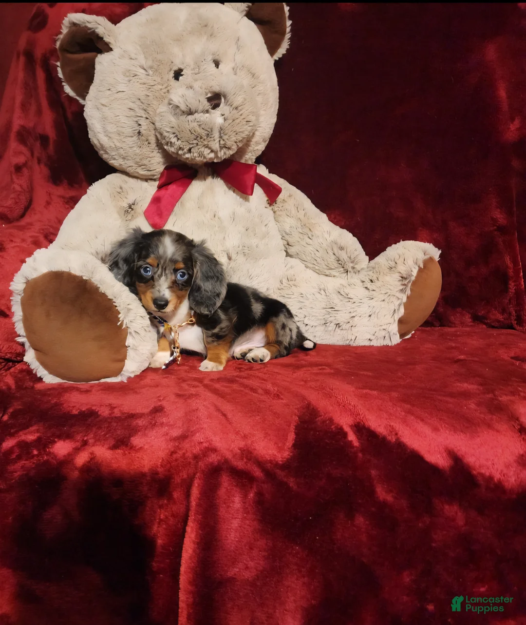 Miniature Dachshund dogs for sale: HUCKLEBERRY  - Ad 10