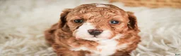Miniature Poodle dogs for sale: Ellie - Ad 7
