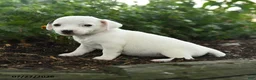 Jack Russell Terrier dogs for sale: Terry - Ad 3