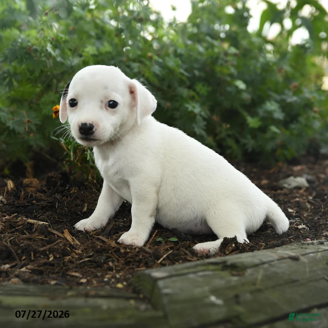 Jack Russell Terrier dogs for sale: Terry - Ad 3