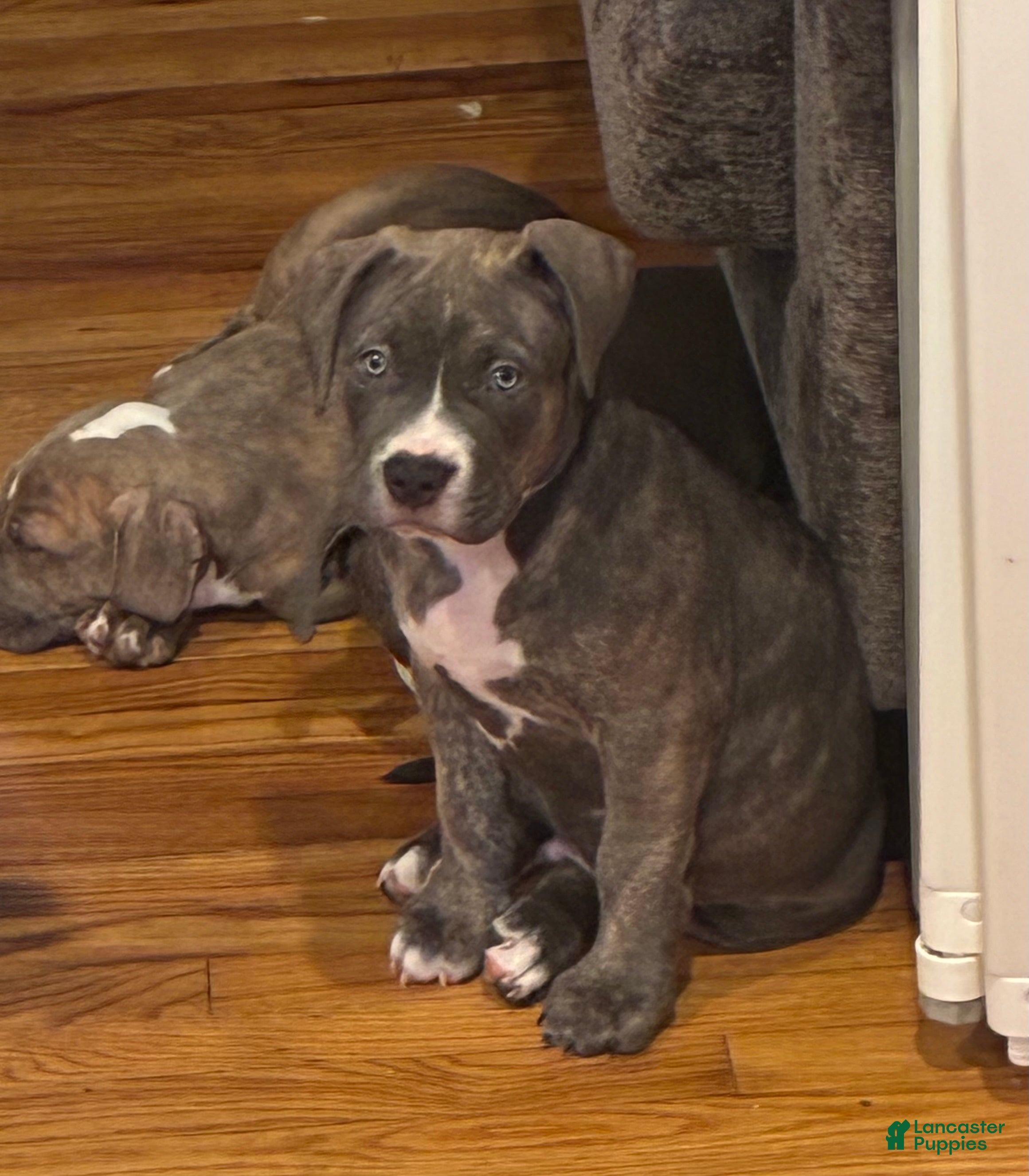 American Bully dogs Phantom  - Ad 1