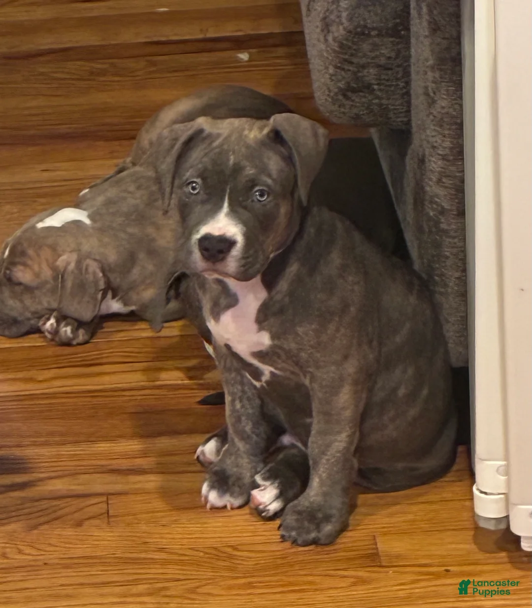 American Bully dogs for sale: Phantom  - Ad 1