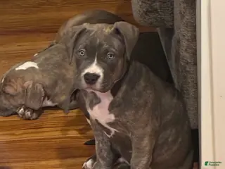 American Bully dogs for sale: Phantom - Ad 4