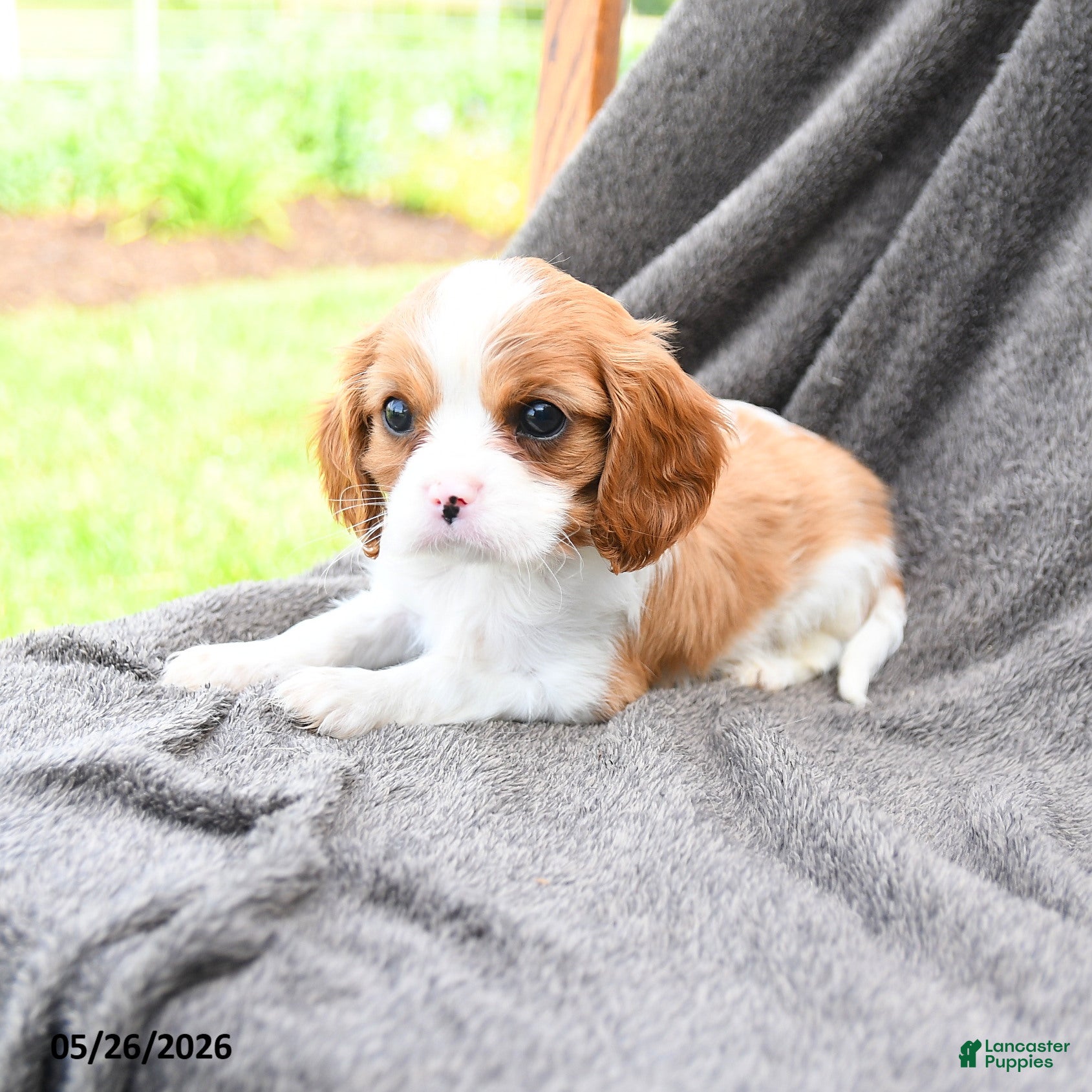Cavalier King Charles Spaniel dogs Rooty - Ad 1