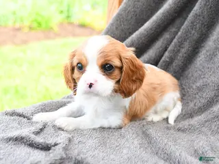 Cavalier King Charles Spaniel dogs for sale: Rooty - Ad 1