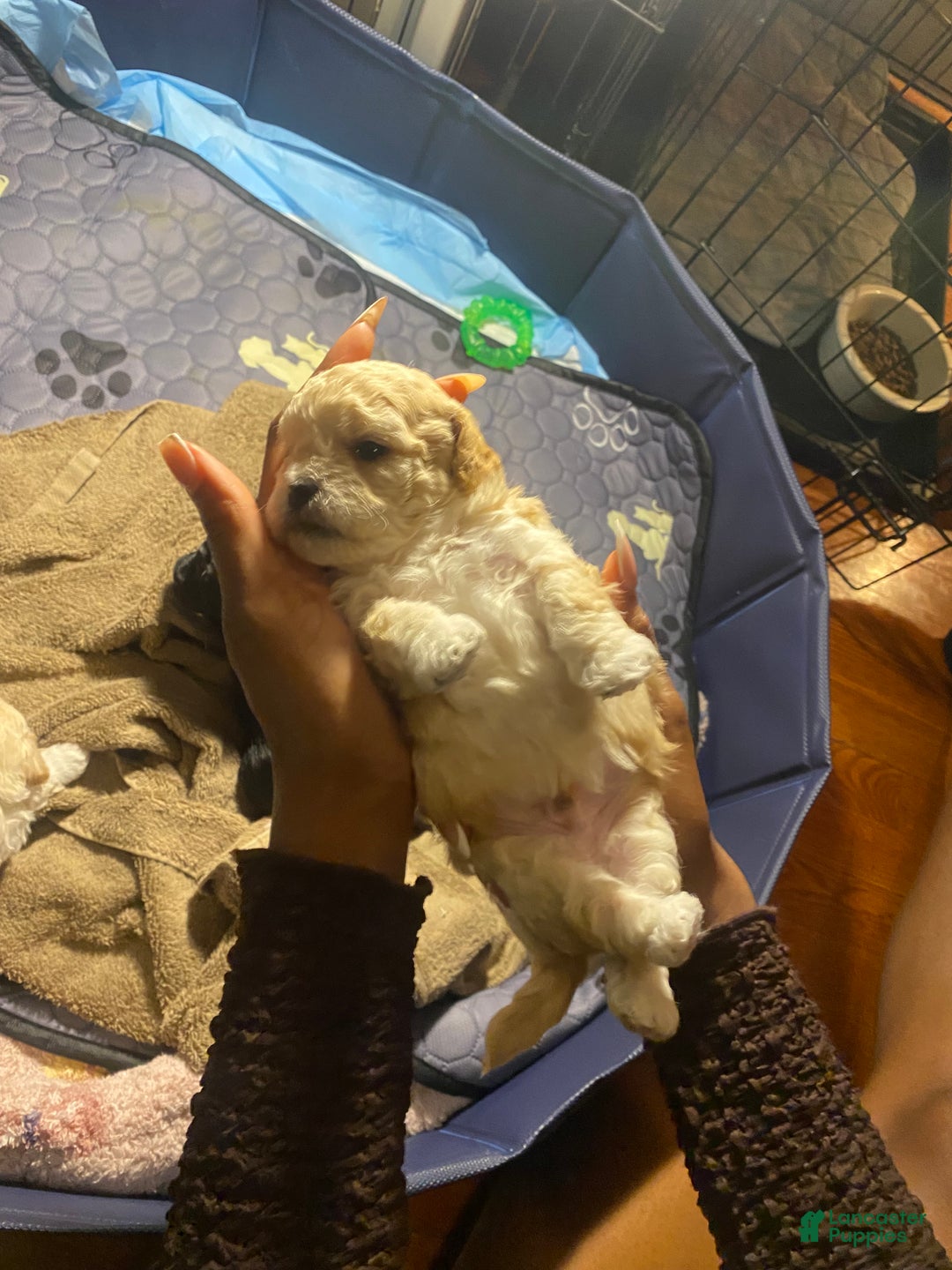 Shihpoo dogs for sale: Shihpoo Puppy 5 Ivory - Ad 3