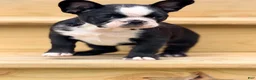 French Bulldog dogs for sale: Tater - Ad 3