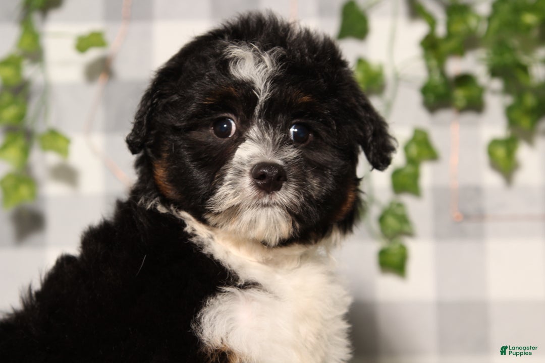 Mini Aussiedoodle dogs for sale: Onyx - Ad 1