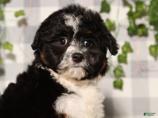 Mini Aussiedoodle dogs Onyx - Ad 13