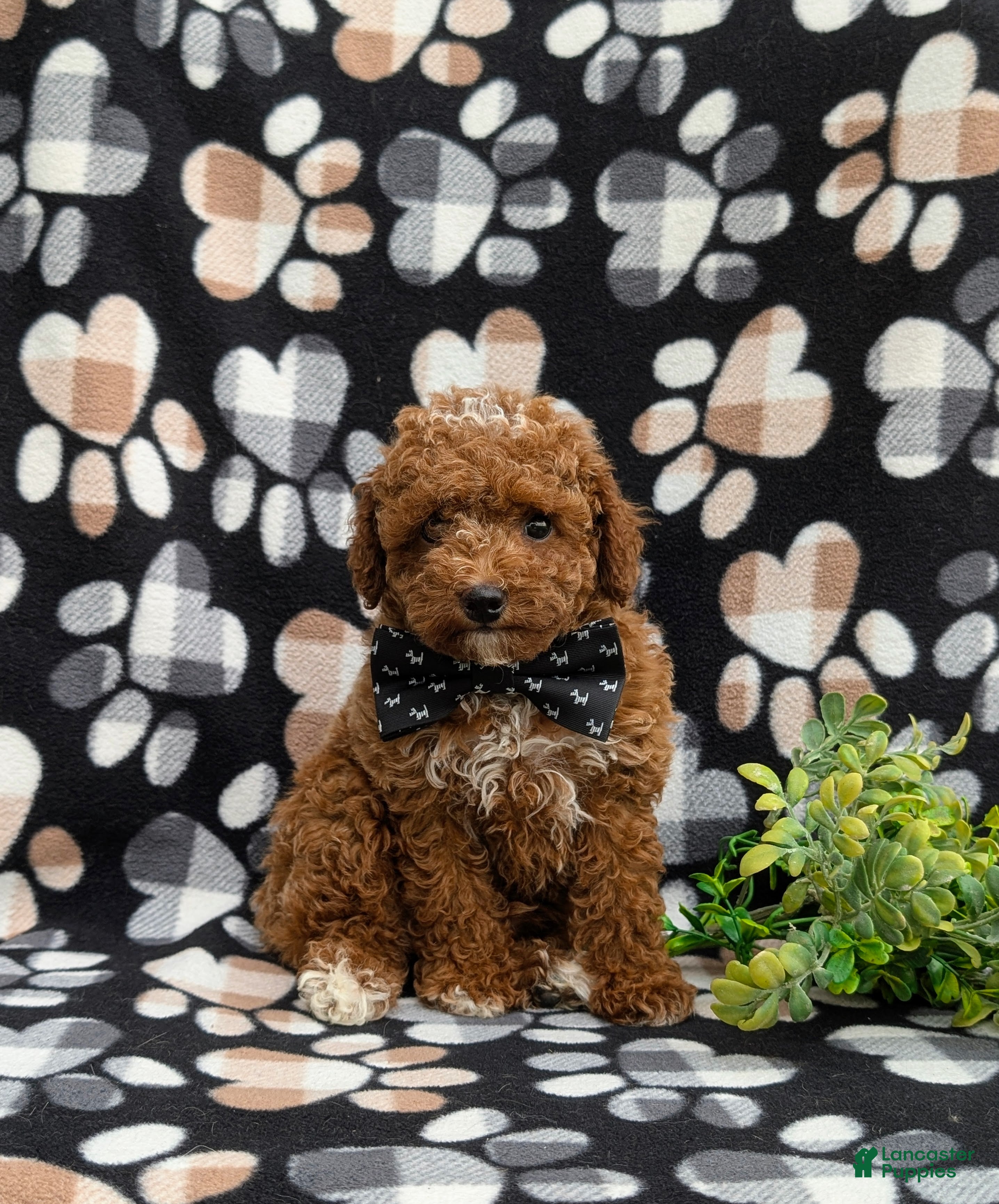 Toy Poodle dogs Walker 8 lbs Full Grown - Ad 2