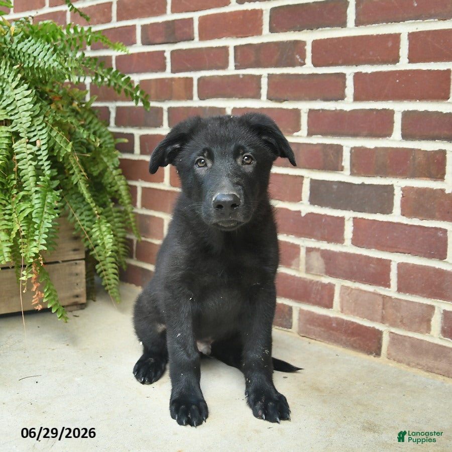 German Shepherd dogs Bobby - Ad 1