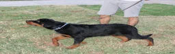 Rottweiler dogs for sale: Rottweiler 1 - Ad 3