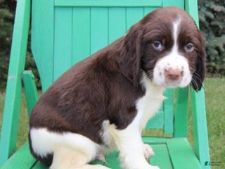 English Springer Spaniel dogs - Ad 2