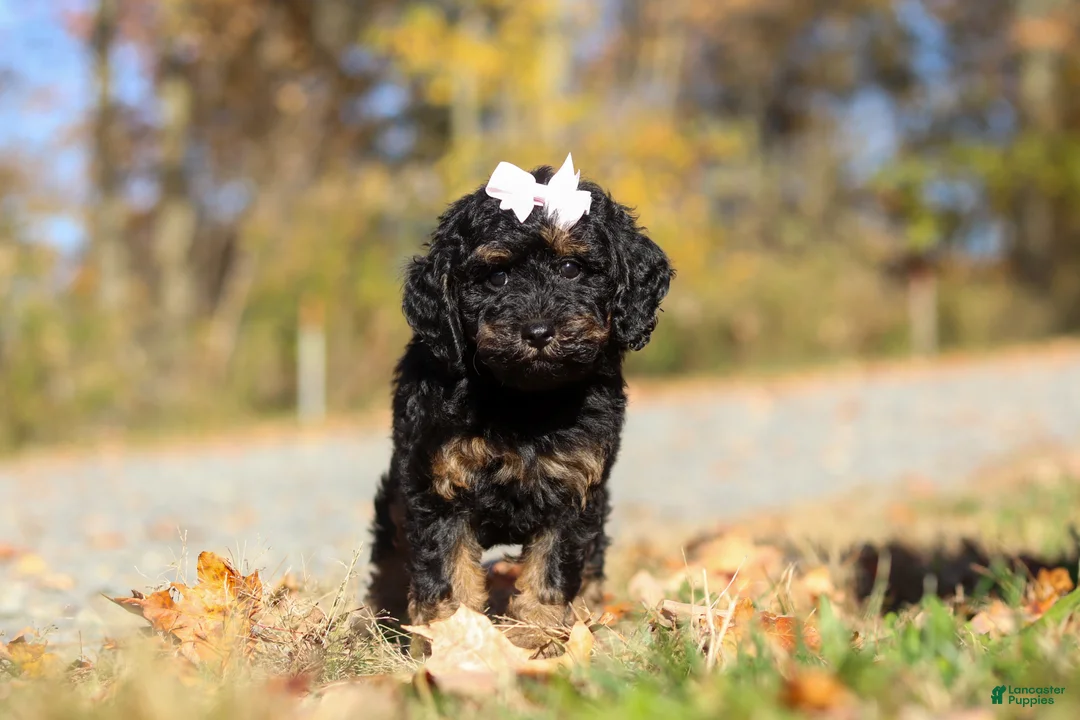 Miniature Poodle dogs for sale: Sadie (AKC) - Ad 2