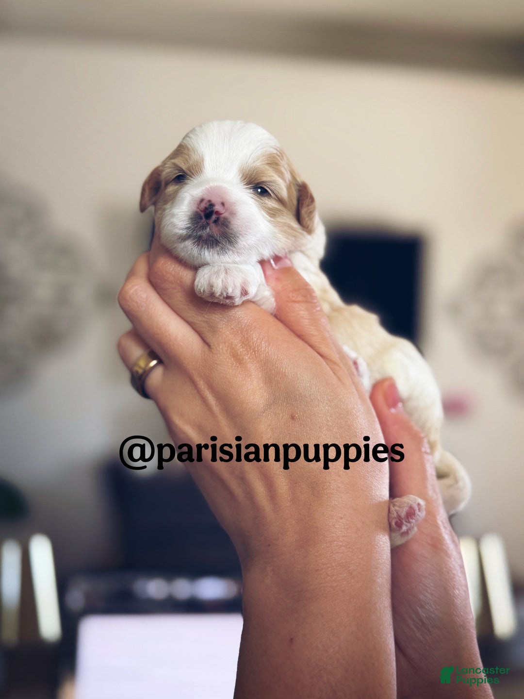 Shihpoo dogs for sale: Cedar - Ad 1