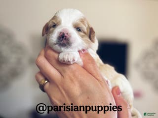 Shihpoo dogs Cedar - Ad 12